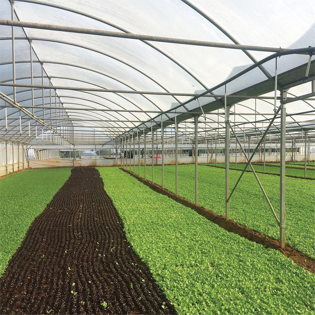 FILM MULTIEVA 42 0,20 MT.12 X A MISURA